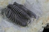 Bargain, Lemureops Kilbeyi Trilobite - Fillmore Formation, Utah #94747-2
